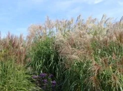 Chinaschilf 'Flamingo' -Günstiges Erd Seele Geschäft chinaschilf flamingo m044893 w 5