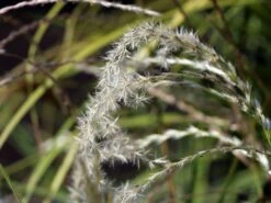 Chinaschilf 'Flamingo' -Günstiges Erd Seele Geschäft chinaschilf flamingo m044893 w 7