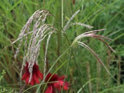 Chinaschilf 'Flamingo' -Günstiges Erd Seele Geschäft chinaschilf flamingo m044893 w 9