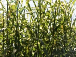 Chinaschilf 'Giraffe' -Günstiges Erd Seele Geschäft chinaschilf giraffe m059528 w 0