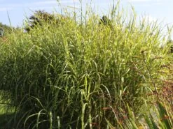 Chinaschilf 'Giraffe' -Günstiges Erd Seele Geschäft chinaschilf giraffe m059528 w 1