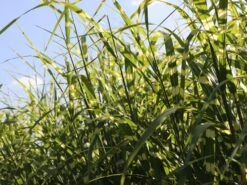 Chinaschilf 'Giraffe' -Günstiges Erd Seele Geschäft chinaschilf giraffe m059528 w 2