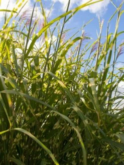 Chinaschilf 'Giraffe' -Günstiges Erd Seele Geschäft chinaschilf giraffe m059528 w 3