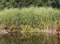 Chinaschilf 'Giraffe' -Günstiges Erd Seele Geschäft chinaschilf giraffe m059528 w 5