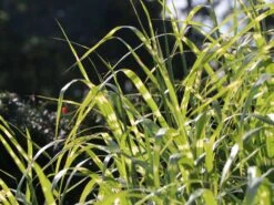 Chinaschilf 'Giraffe' -Günstiges Erd Seele Geschäft chinaschilf giraffe m059528 w 6