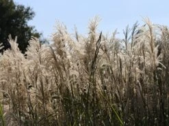 Chinaschilf 'Kleine Fontäne' -Günstiges Erd Seele Geschäft chinaschilf kleine fontaene m009080 w 0