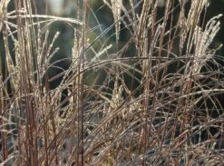 Chinaschilf 'Kleine Fontäne' -Günstiges Erd Seele Geschäft chinaschilf kleine fontaene m009080 w 6