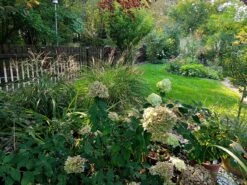 Chinaschilf 'Kleine Silberspinne' -Günstiges Erd Seele Geschäft chinaschilf kleine silberspinne m011238 551380 0