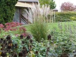 Chinaschilf 'Kleine Silberspinne' -Günstiges Erd Seele Geschäft chinaschilf kleine silberspinne m011238 765787 0