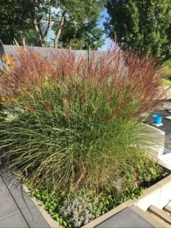 Chinaschilf 'Kleine Silberspinne' -Günstiges Erd Seele Geschäft chinaschilf kleine silberspinne m011238 799825 0