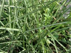 Chinaschilf 'Kleine Silberspinne' -Günstiges Erd Seele Geschäft chinaschilf kleine silberspinne m011238 w 0