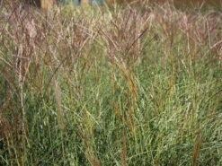 Chinaschilf 'Kleine Silberspinne' -Günstiges Erd Seele Geschäft chinaschilf kleine silberspinne m011238 w 1