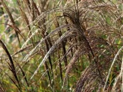 Chinaschilf 'Kleine Silberspinne' -Günstiges Erd Seele Geschäft chinaschilf kleine silberspinne m011238 w 2