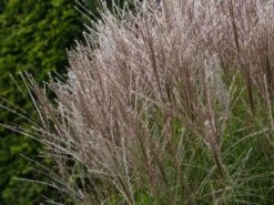 Chinaschilf 'Kleine Silberspinne' -Günstiges Erd Seele Geschäft chinaschilf kleine silberspinne m011238 w 4