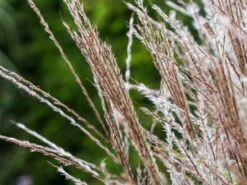 Chinaschilf 'Kleine Silberspinne' -Günstiges Erd Seele Geschäft chinaschilf kleine silberspinne m011238 w 5