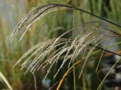 Chinaschilf 'Kleine Silberspinne' -Günstiges Erd Seele Geschäft chinaschilf kleine silberspinne m011238 w 6