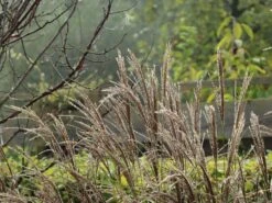 Chinaschilf 'Kleine Silberspinne' -Günstiges Erd Seele Geschäft chinaschilf kleine silberspinne m011238 w 9