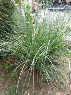 Chinaschilf 11 Chinaschilf -Günstiges Erd Seele Geschäft chinaschilf m068540 1470400 0