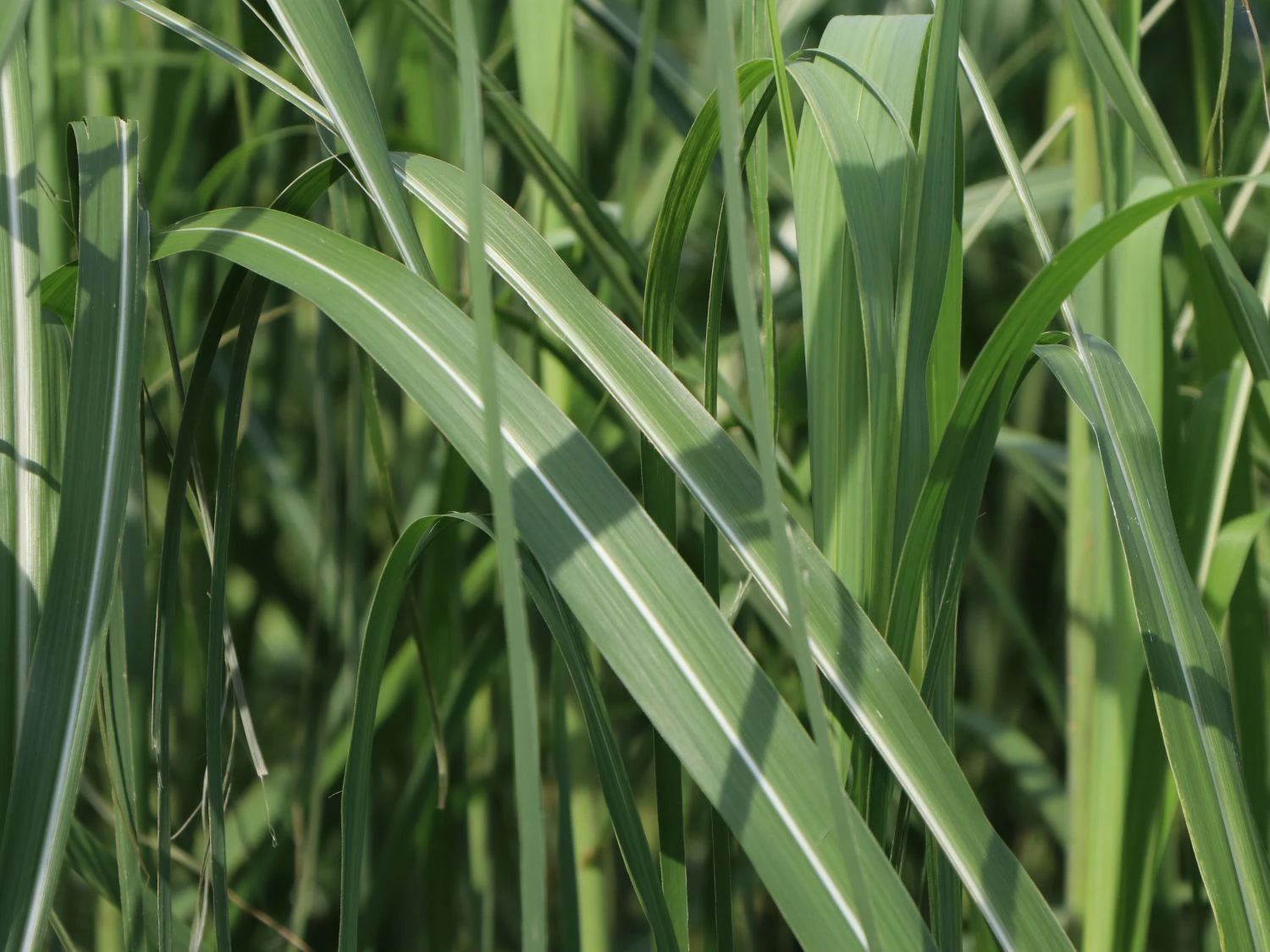 Chinaschilf 4 Chinaschilf – Bild 2