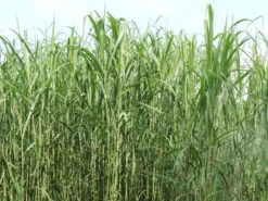 Chinaschilf 10 Chinaschilf -Günstiges Erd Seele Geschäft chinaschilf m068540 w 1