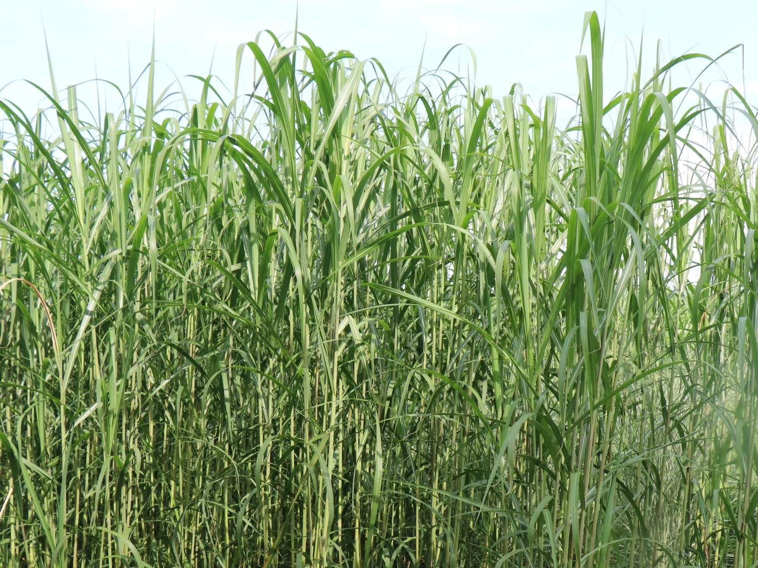 Chinaschilf 6 Chinaschilf – Bild 4