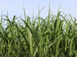 Chinaschilf 9 Chinaschilf -Günstiges Erd Seele Geschäft chinaschilf m068540 w 2