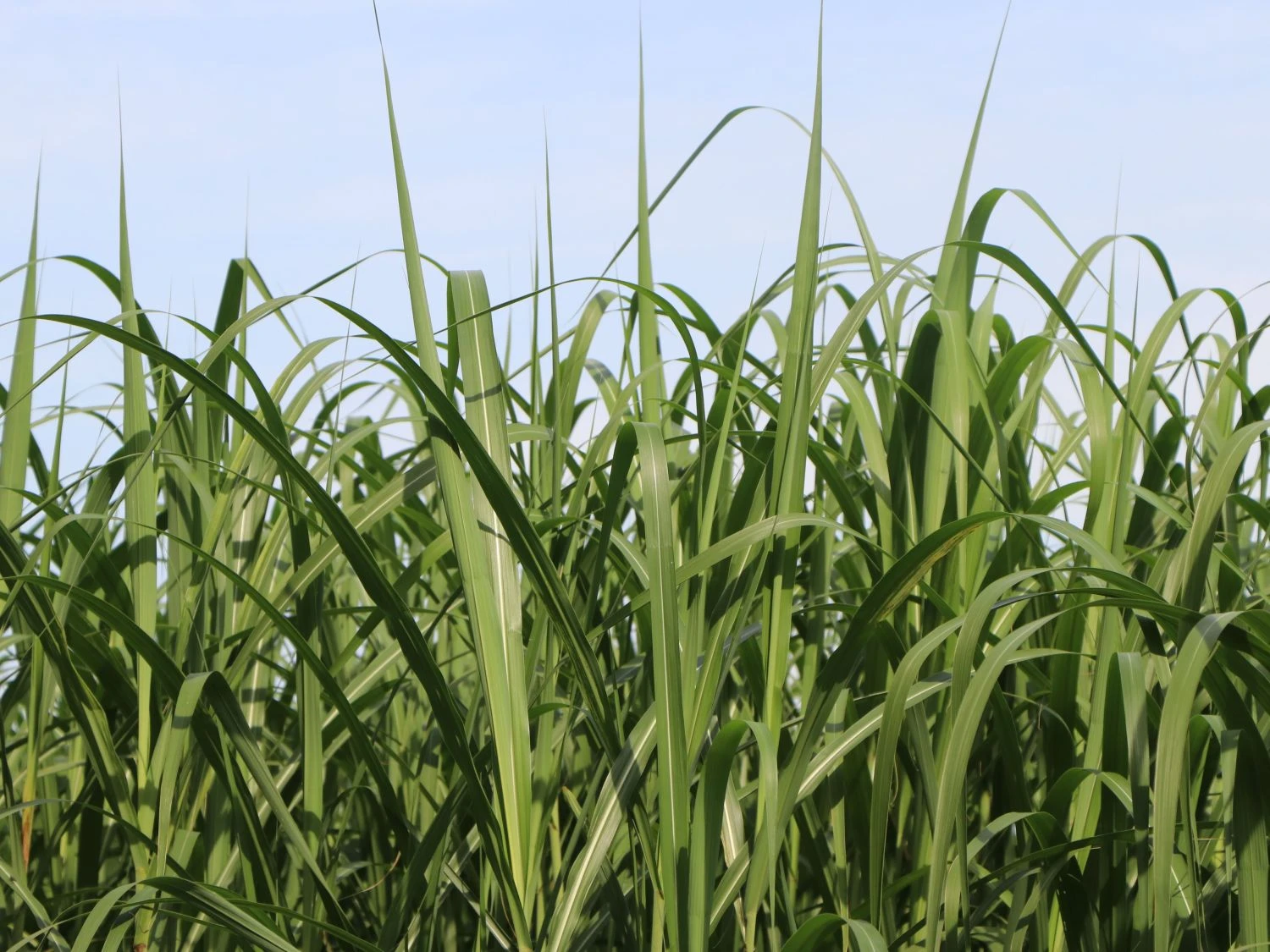 Chinaschilf 5 Chinaschilf – Bild 3