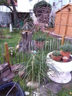 Chinaschilf 'Malepartus' -Günstiges Erd Seele Geschäft chinaschilf malepartus m009062 727010 0