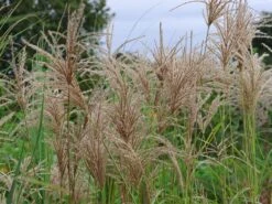 Chinaschilf 'Pink Cloud' -Günstiges Erd Seele Geschäft chinaschilf pink cloud m123435 w 0