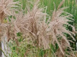 Chinaschilf 'Pink Cloud' -Günstiges Erd Seele Geschäft chinaschilf pink cloud m123435 w 1