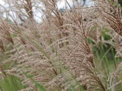 Chinaschilf 'Pink Cloud' -Günstiges Erd Seele Geschäft chinaschilf pink cloud m123435 w 2