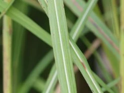 Chinaschilf 'Pink Cloud' -Günstiges Erd Seele Geschäft chinaschilf pink cloud m123435 w 4