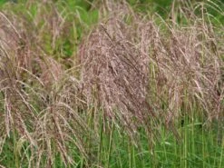 Chinaschilf 'Pink Cloud' -Günstiges Erd Seele Geschäft chinaschilf pink cloud m123435 w 5