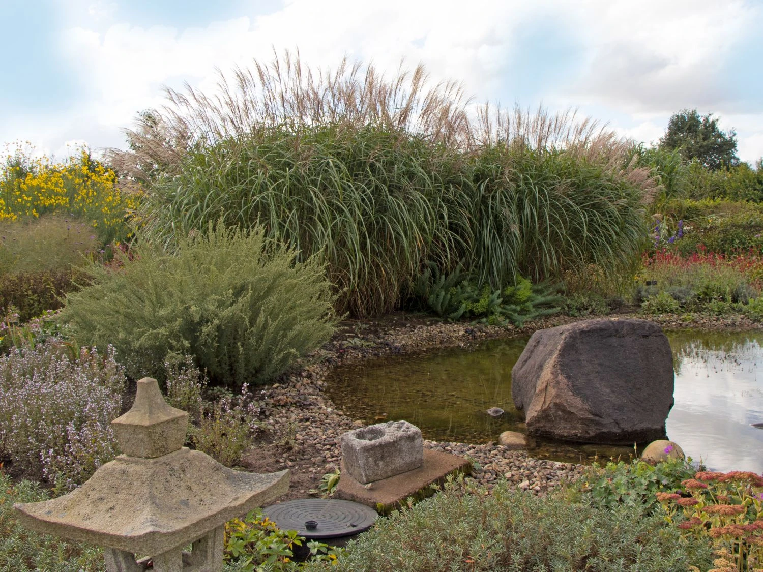 Chinaschilf 'Positano' 13 Chinaschilf 'Positano' – Bild 11