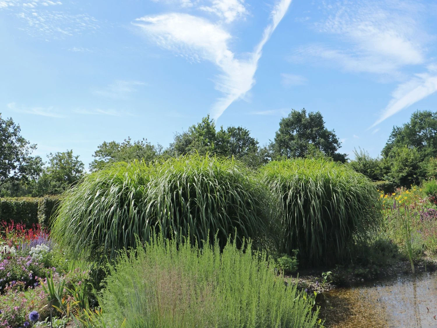 Chinaschilf 'Positano' 4 Chinaschilf 'Positano' – Bild 2