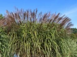 Chinaschilf 'Positano' 17 Chinaschilf 'Positano' -Günstiges Erd Seele Geschäft chinaschilf positano m059560 w 2