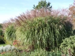 Chinaschilf 'Positano' 18 Chinaschilf 'Positano' -Günstiges Erd Seele Geschäft chinaschilf positano m059560 w 3