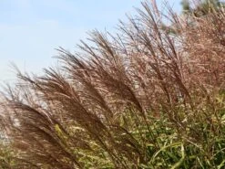 Chinaschilf 'Positano' 20 Chinaschilf 'Positano' -Günstiges Erd Seele Geschäft chinaschilf positano m059560 w 4