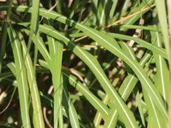 Chinaschilf 'Positano' 19 Chinaschilf 'Positano' -Günstiges Erd Seele Geschäft chinaschilf positano m059560 w 5