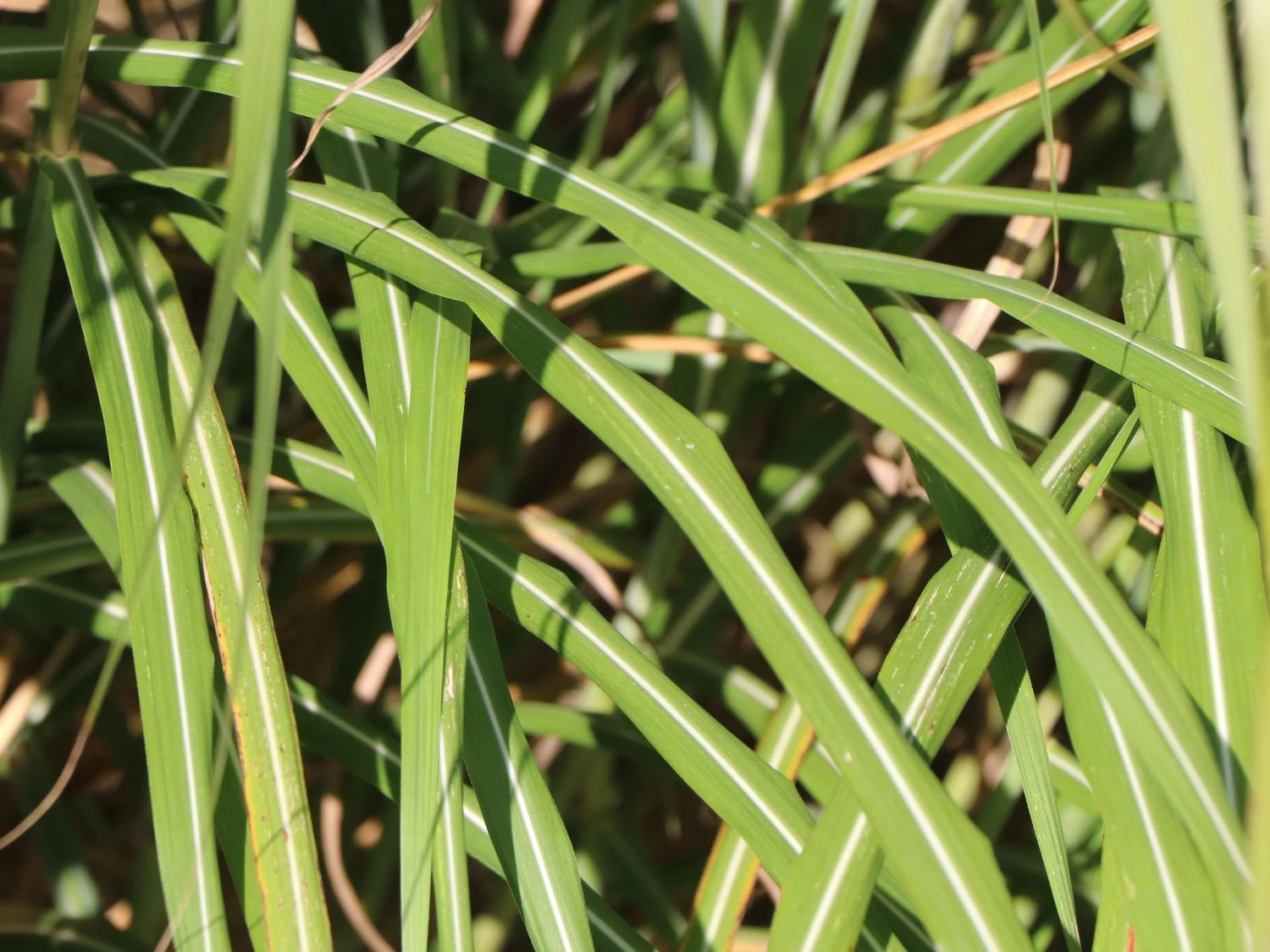 Chinaschilf 'Positano' 9 Chinaschilf 'Positano' – Bild 7