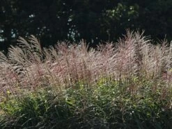 Chinaschilf 'Positano' 22 Chinaschilf 'Positano' -Günstiges Erd Seele Geschäft chinaschilf positano m059560 w 6