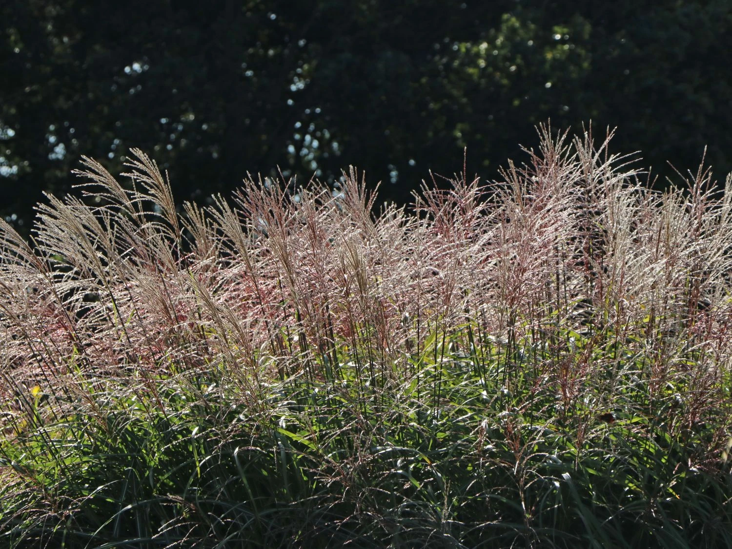 Chinaschilf 'Positano' 12 Chinaschilf 'Positano' – Bild 10