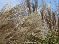 Chinaschilf 'Positano' 21 Chinaschilf 'Positano' -Günstiges Erd Seele Geschäft chinaschilf positano m059560 w 7