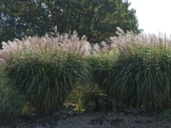 Chinaschilf 'Positano' 16 Chinaschilf 'Positano' -Günstiges Erd Seele Geschäft chinaschilf positano m059560 w 8