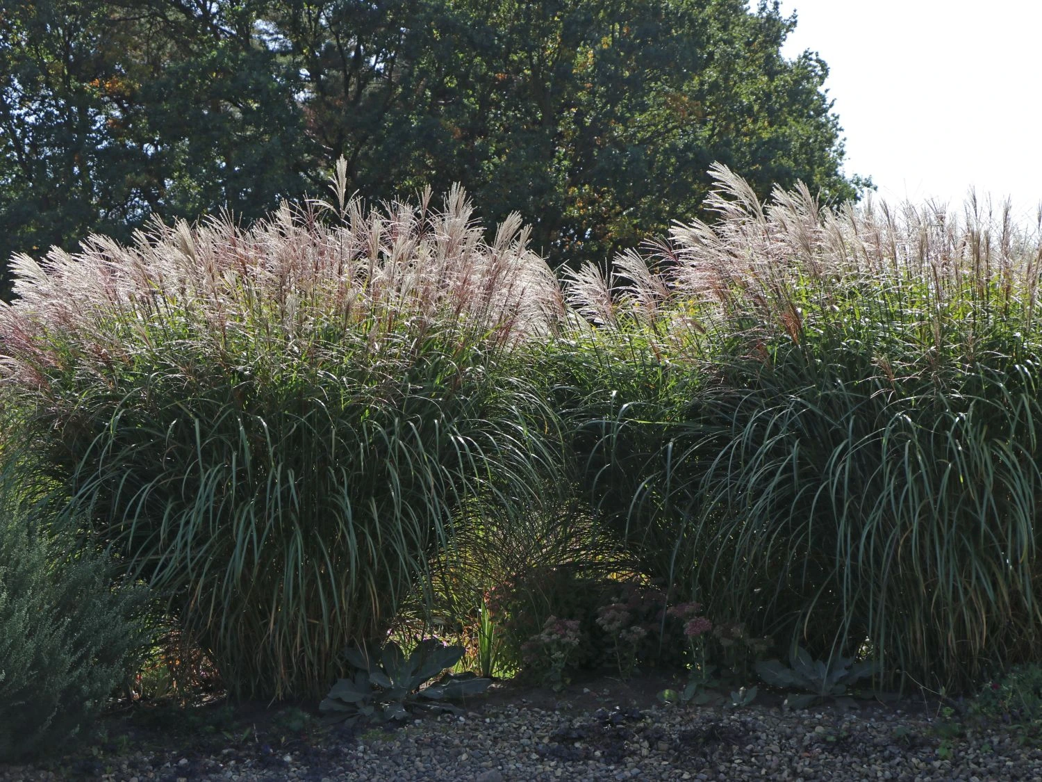 Chinaschilf 'Positano' 6 Chinaschilf 'Positano' – Bild 4