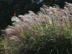 Chinaschilf 'Positano' 15 Chinaschilf 'Positano' -Günstiges Erd Seele Geschäft chinaschilf positano m059560 w 9