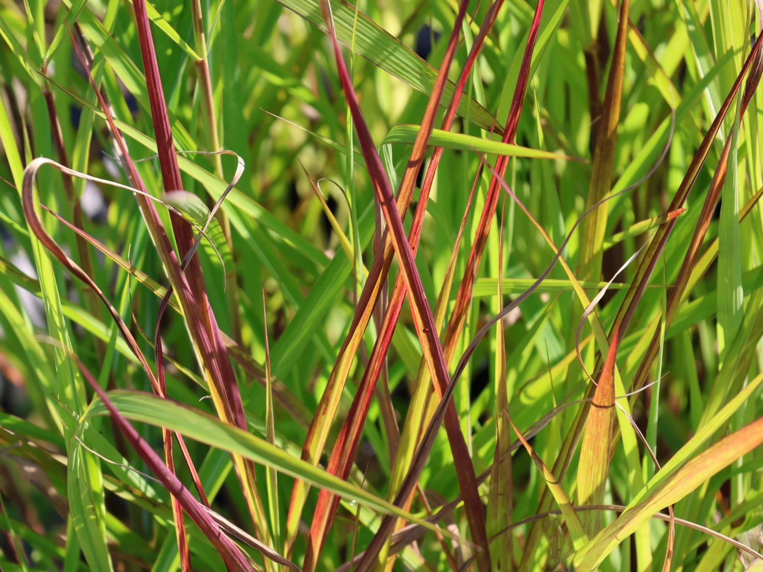 Chinaschilf 'Purpurascens' 4 Chinaschilf 'Purpurascens' – Bild 2