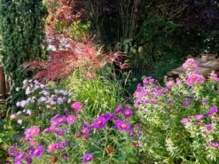 Chinaschilf 'Red Chief' -Günstiges Erd Seele Geschäft chinaschilf red chief m103113 551380 0