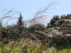 Chinaschilf 'Rosi' -Günstiges Erd Seele Geschäft chinaschilf rosi m059564 w 4