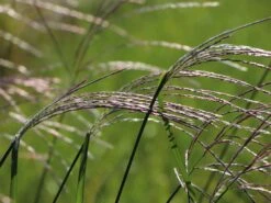 Chinaschilf 'Rosi' -Günstiges Erd Seele Geschäft chinaschilf rosi m059564 w 5